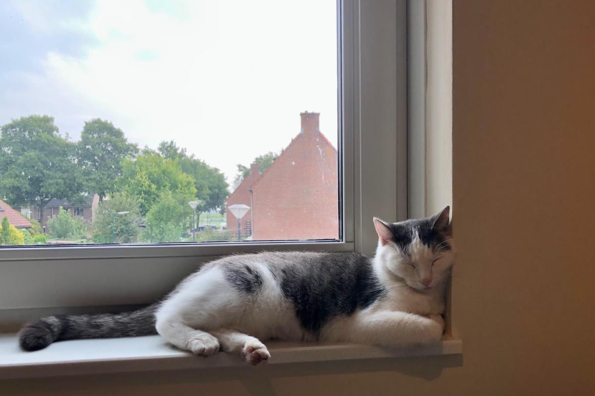 Pino