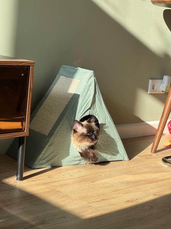 Gato