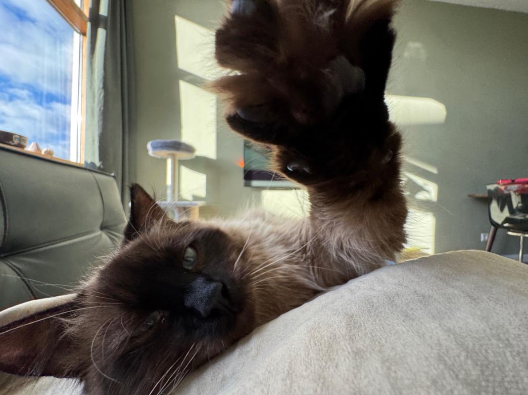 Gato