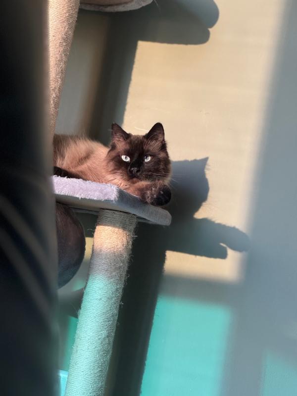 Gato