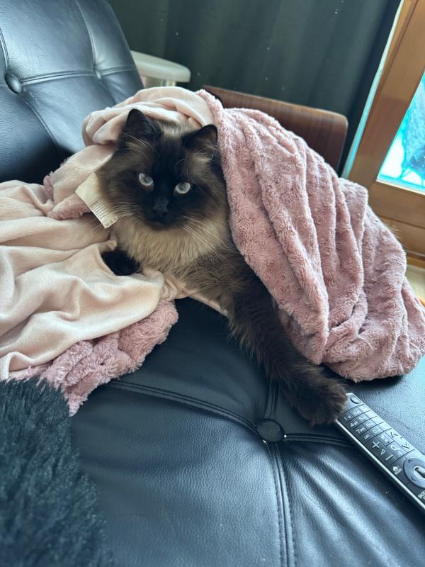 Gato
