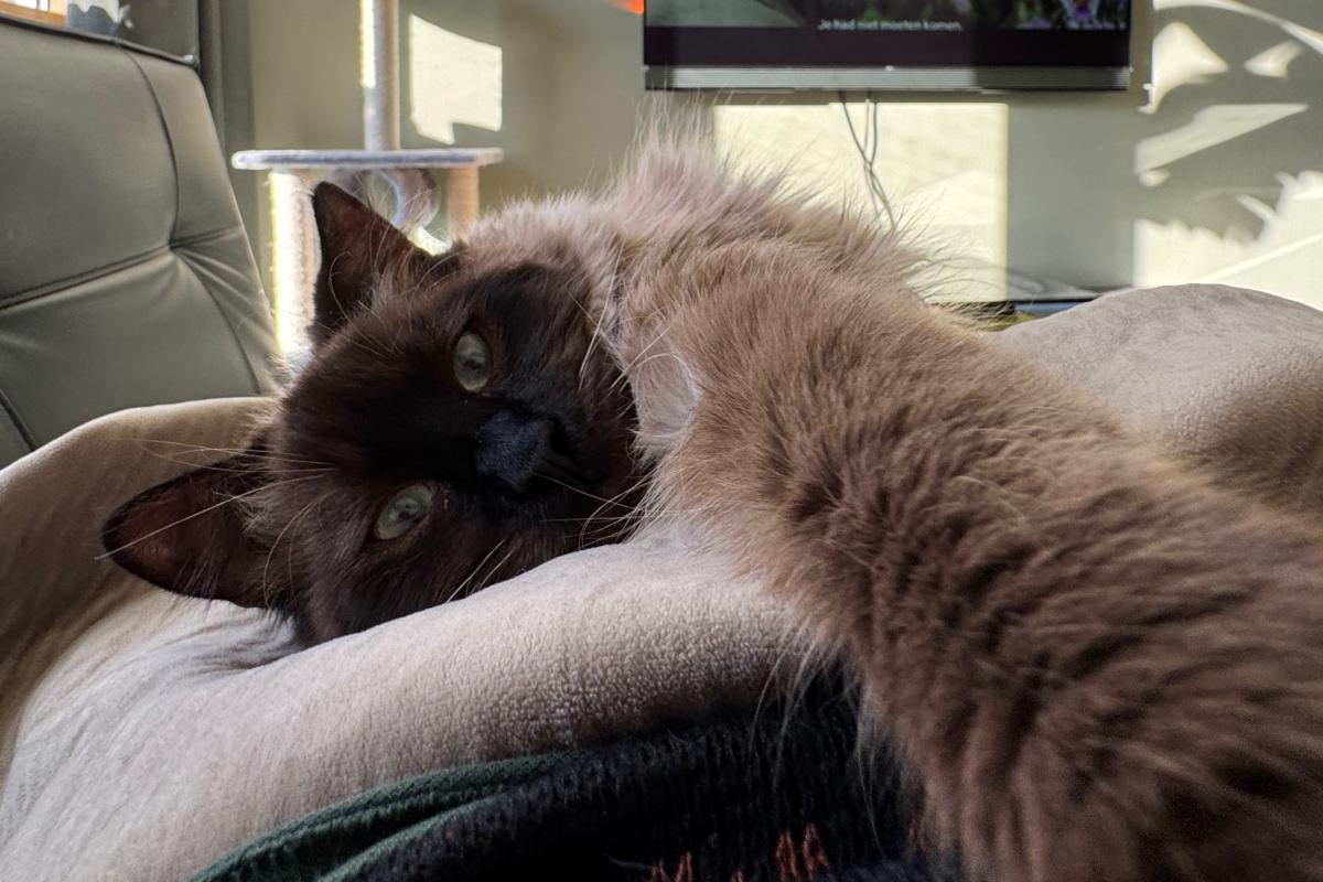 Gato
