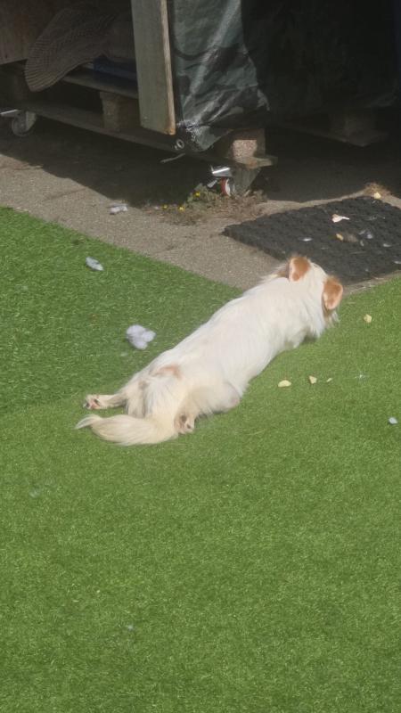 Lassie