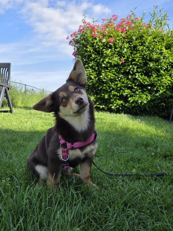 Fenna