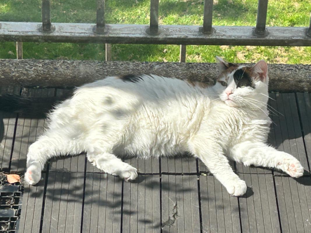 Maja