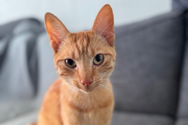 Simba