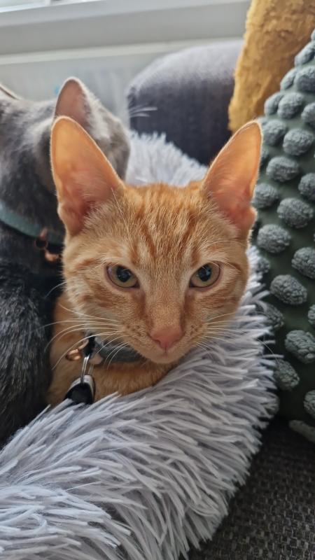 Simba