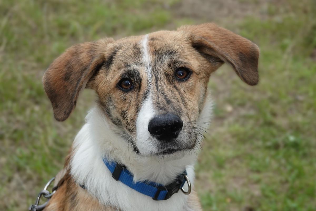 Bowie
