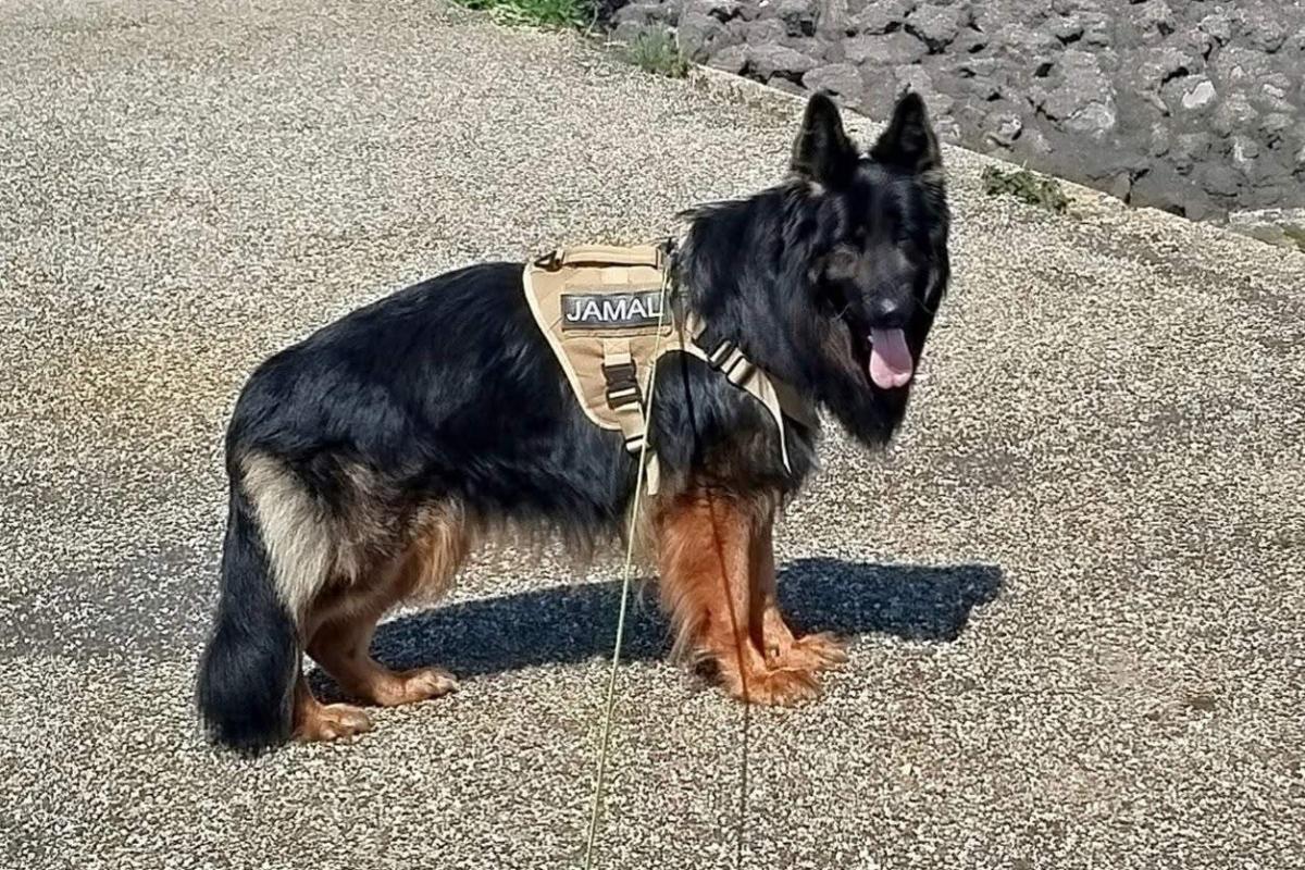 Jamal