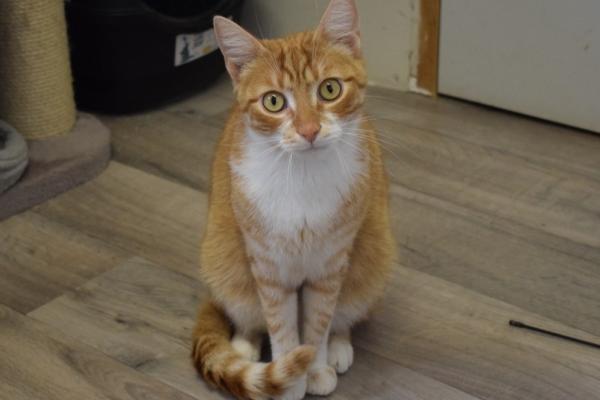 Mishu