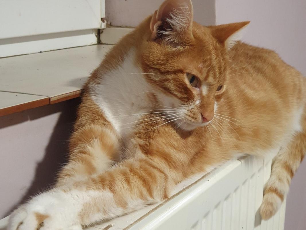 Mishu