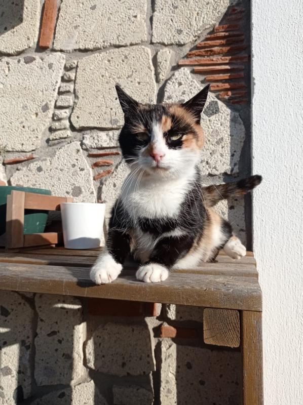 Pebbles
