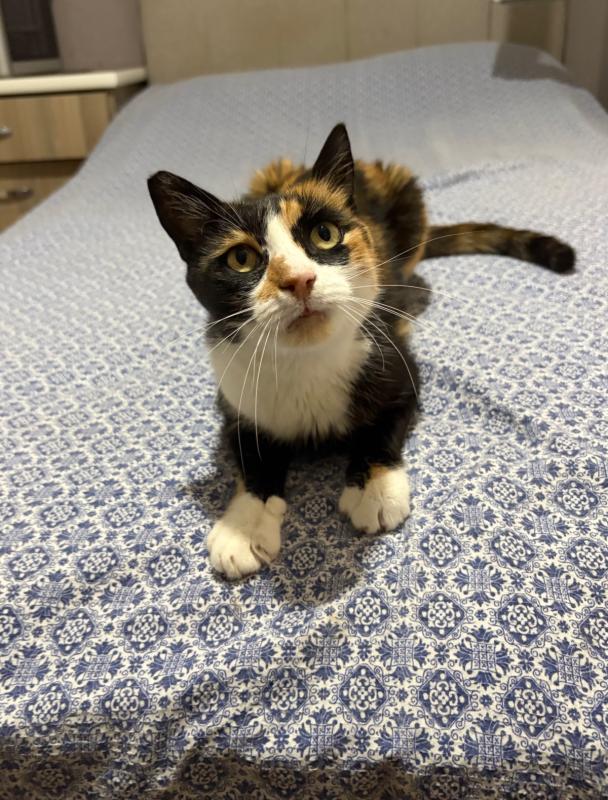 Pebbles