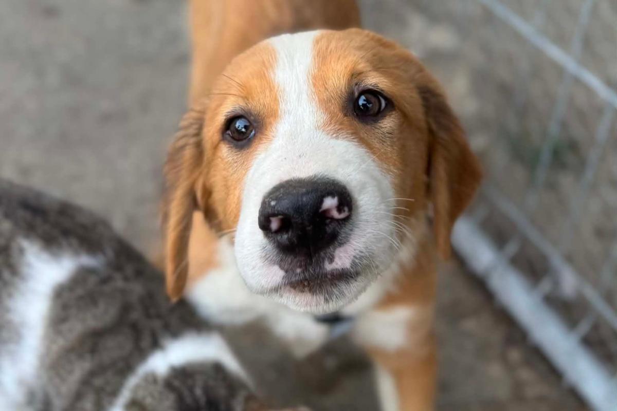 Sammy