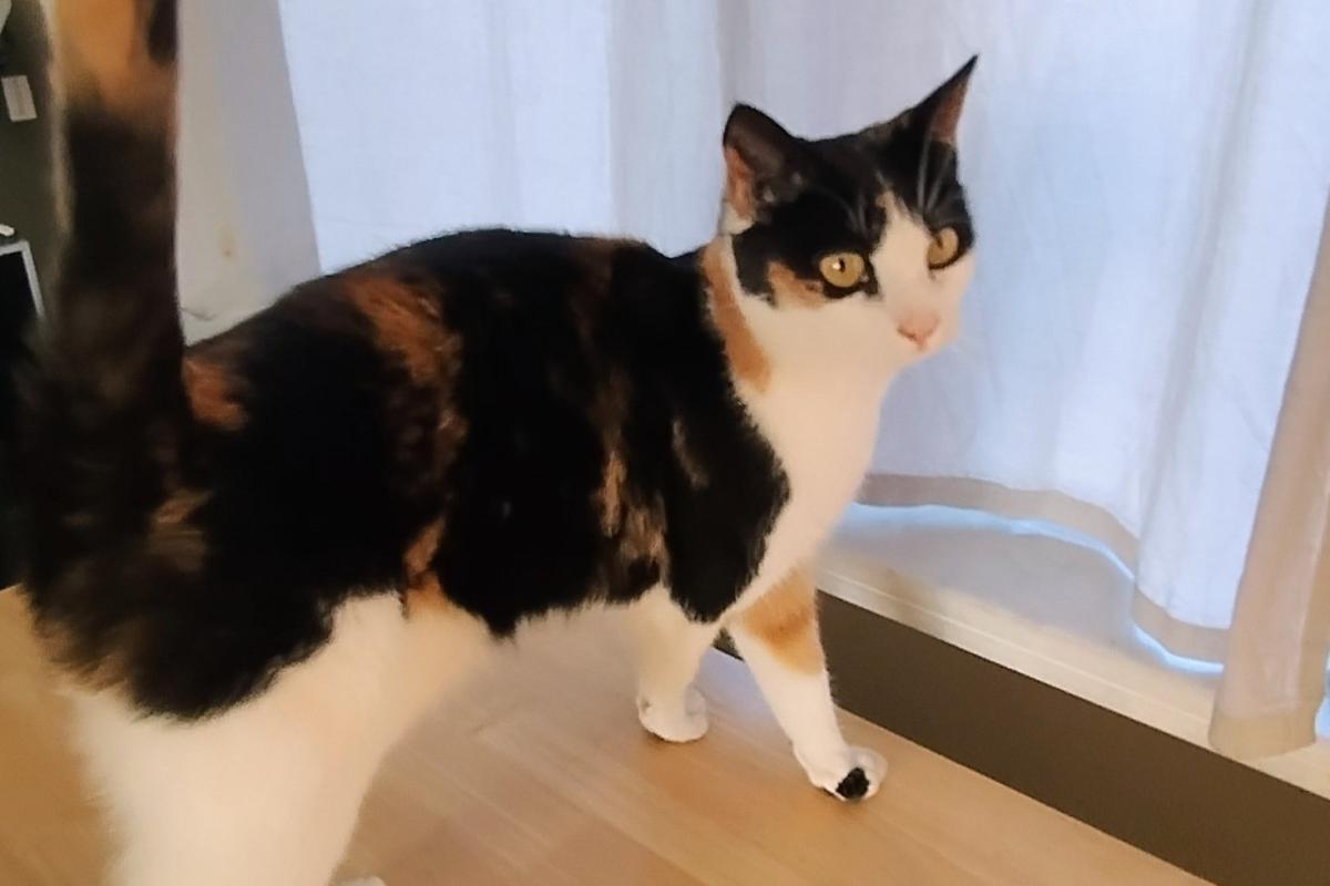Pip