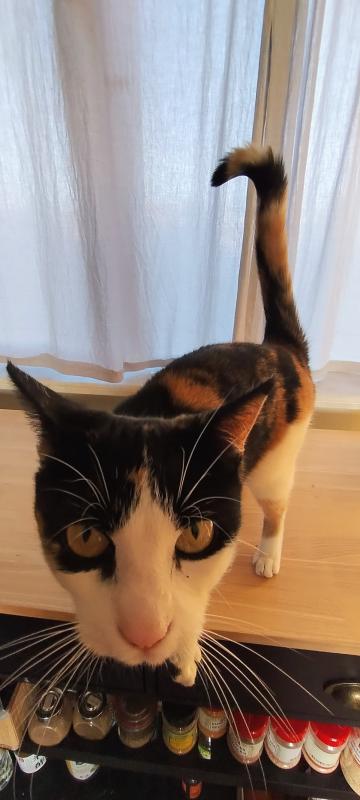 Pip