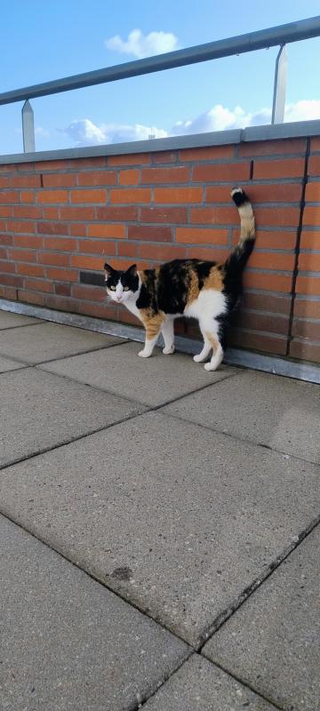 Pip