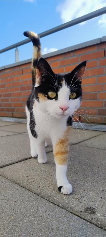 Pip