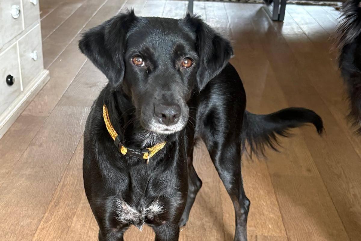 Pip