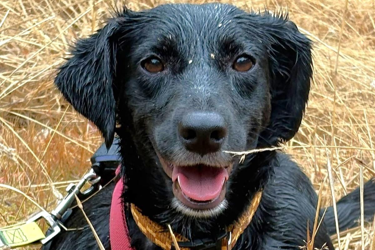 Pip