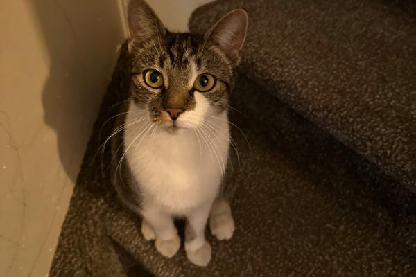Nala