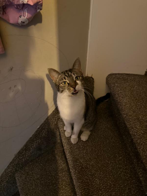 Nala