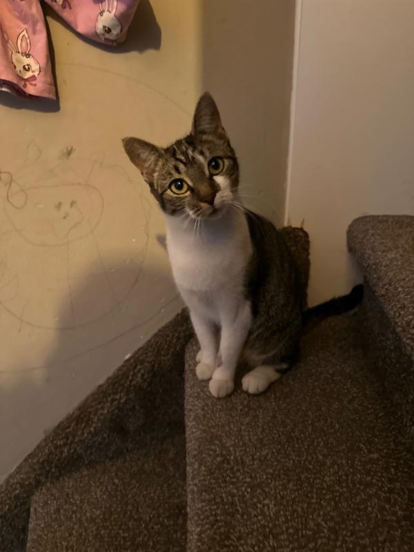 Nala