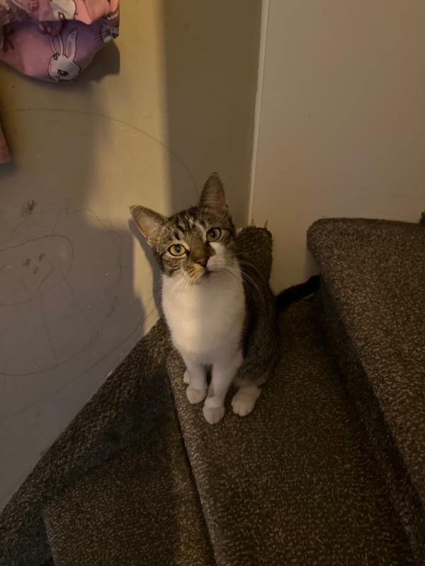 Nala
