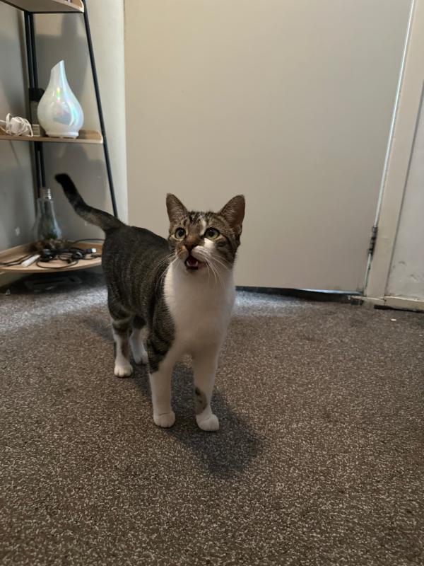 Nala