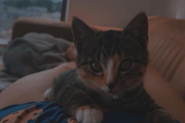 Nala