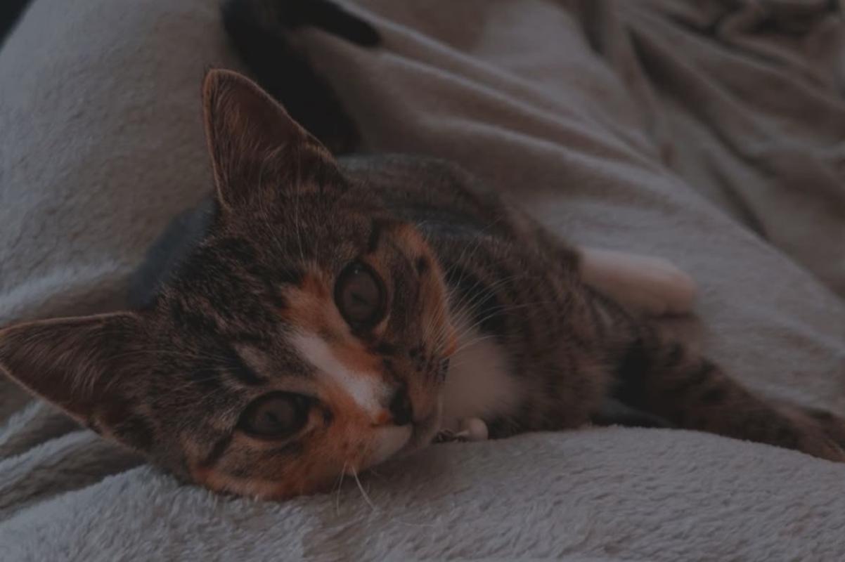 Nala