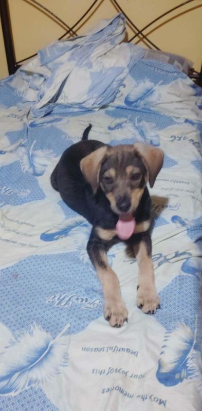 Manos