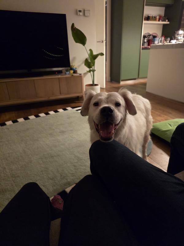 Pamuk