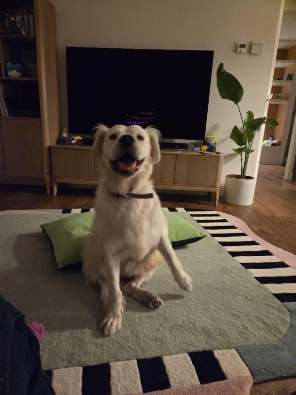 Pamuk