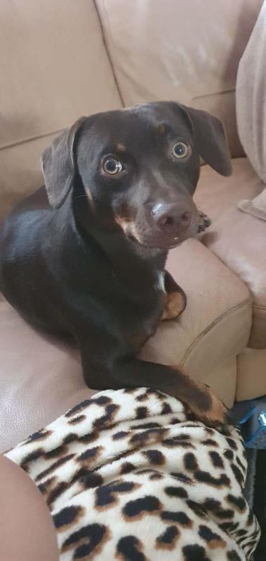 Rambo