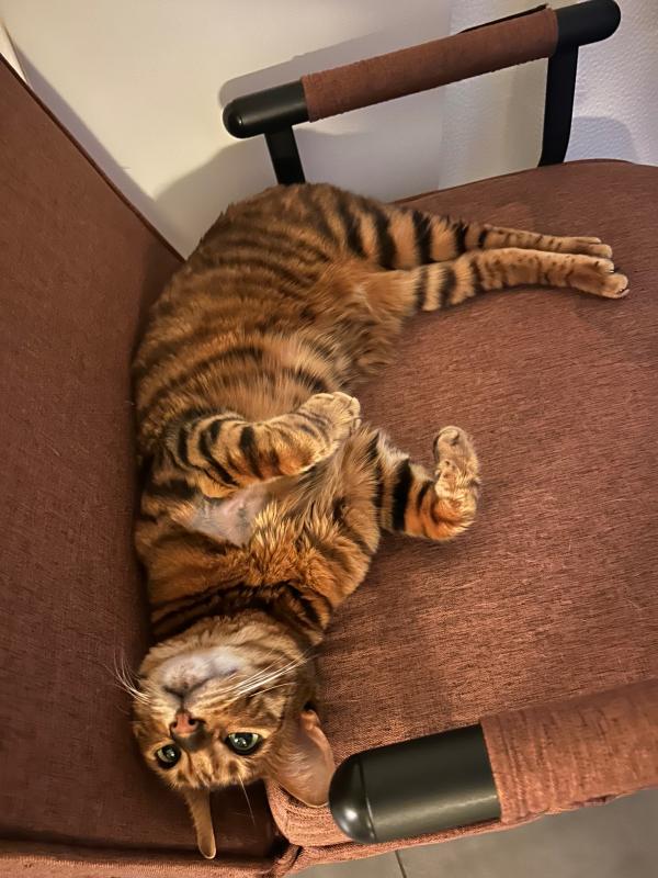 Benji