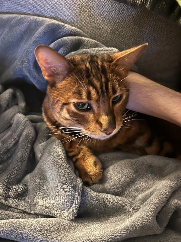 Benji
