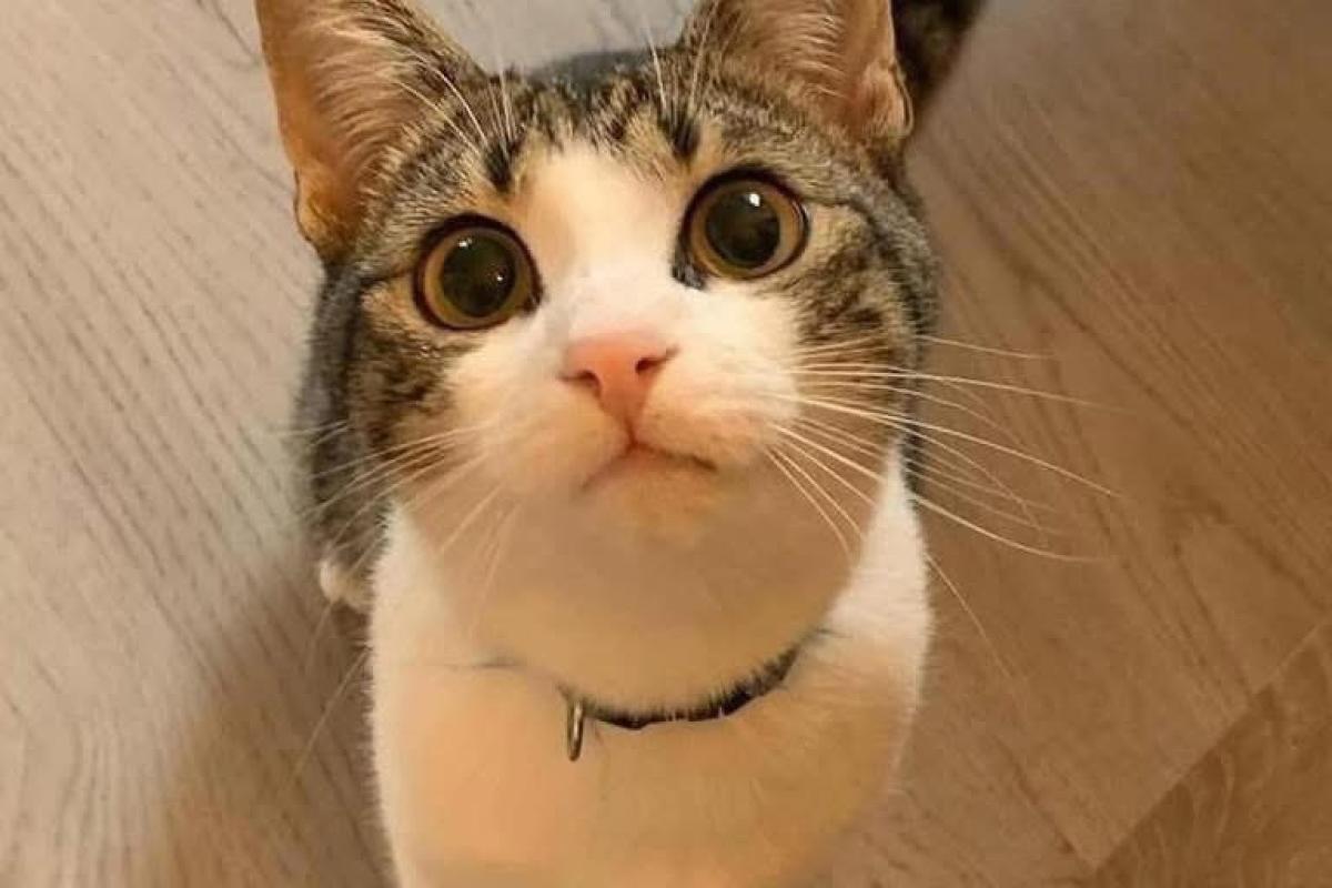 Yoongs