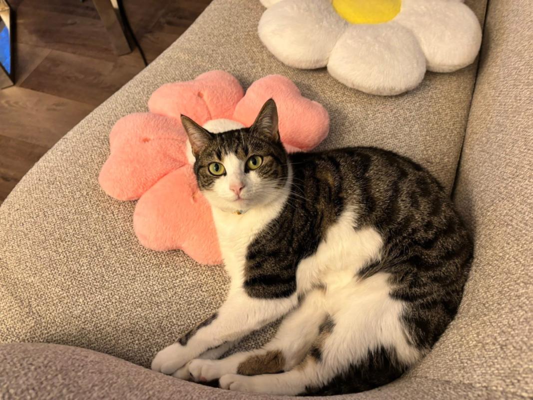 Yoongs