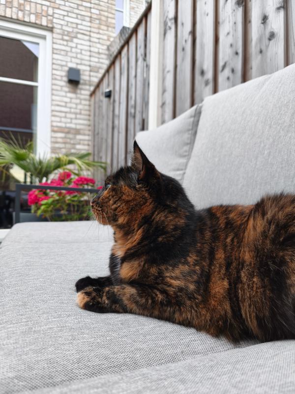 Muis