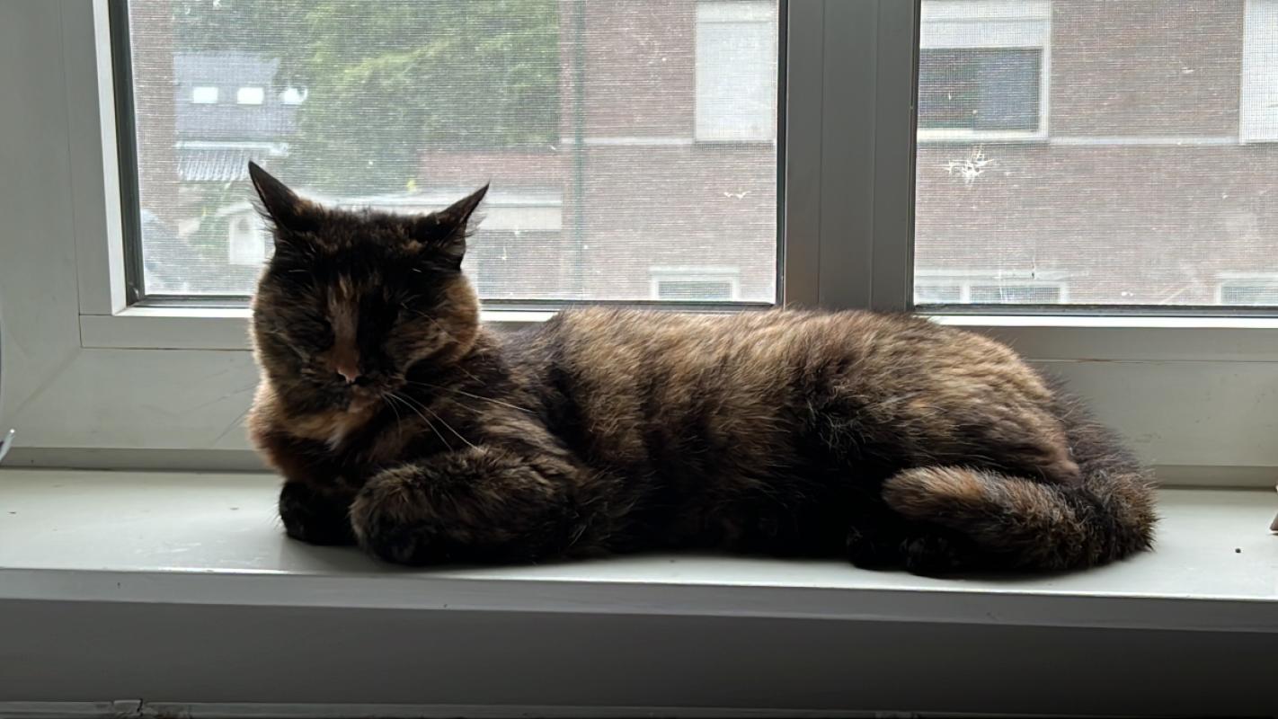 Muis