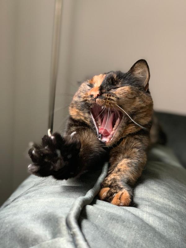 Muis