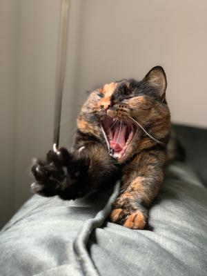 Muis