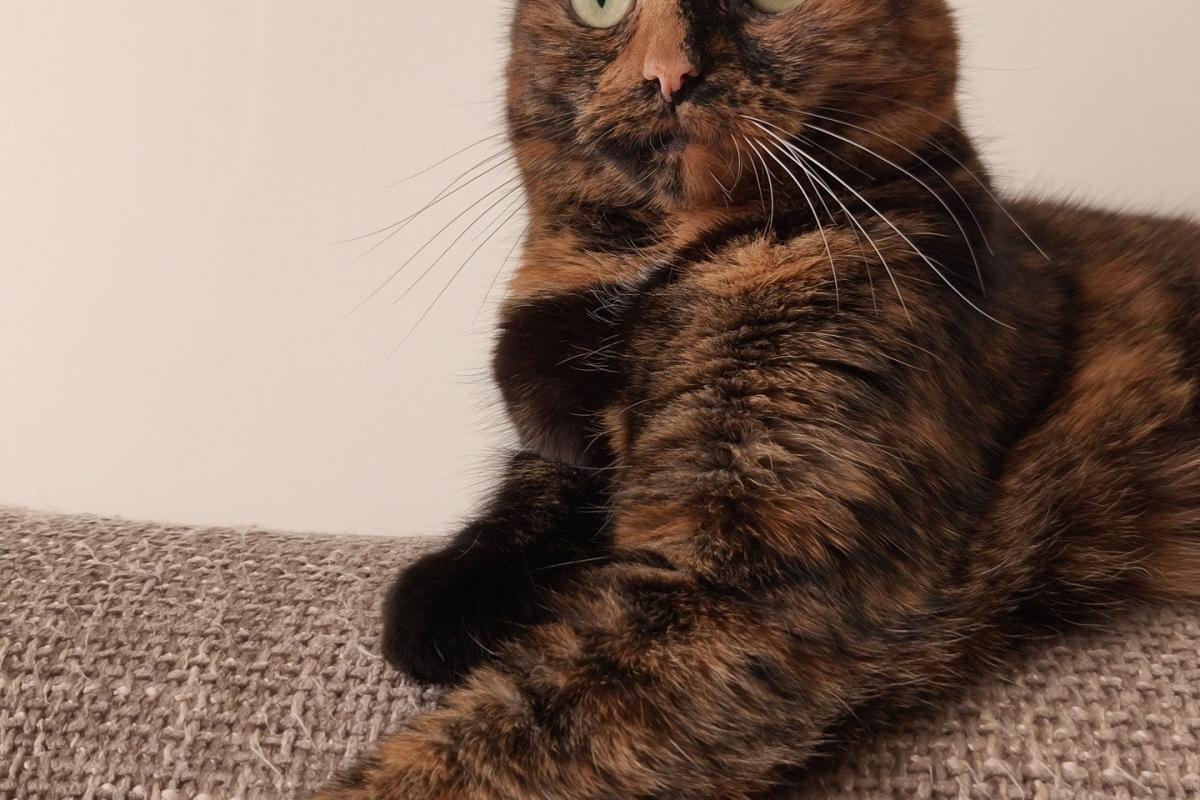 Muis