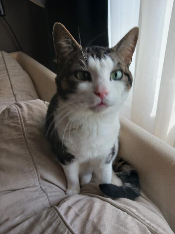 Gizmo