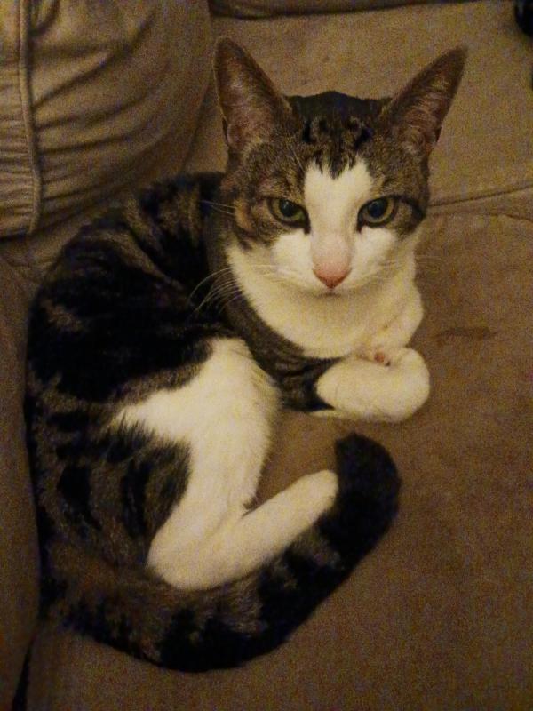 Gizmo