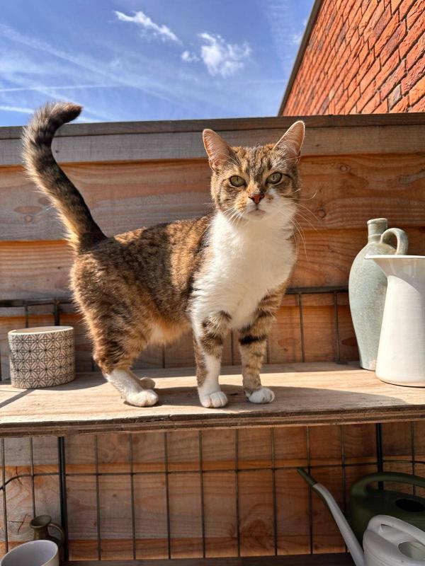 Loetje