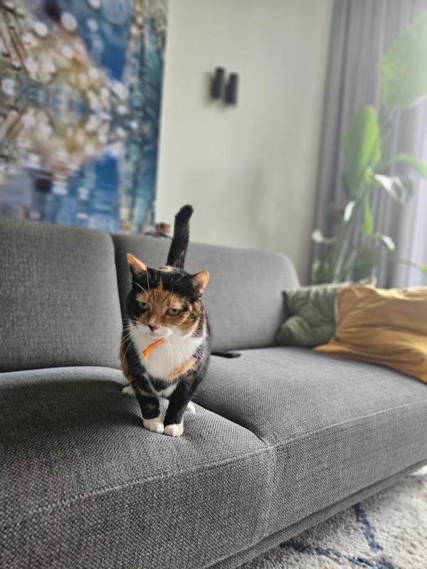 Lulu