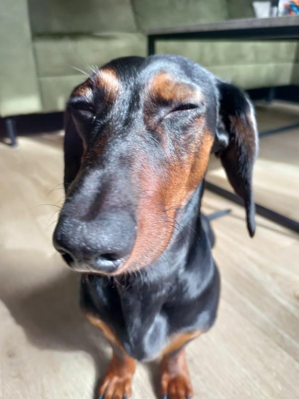 Rex