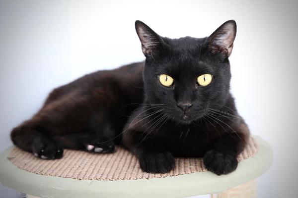 Bagheera